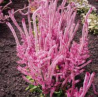 Heirloom Non-GMO Limonium Suworowii Flower Seeds – Ornamental Sea Lavender Flower Seeds