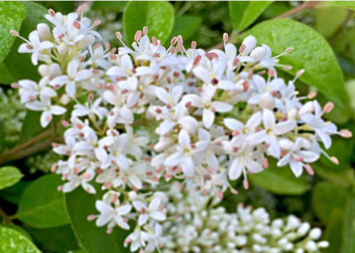 White Ligustrum Flower Seeds for Planting - NON GMO Seeds