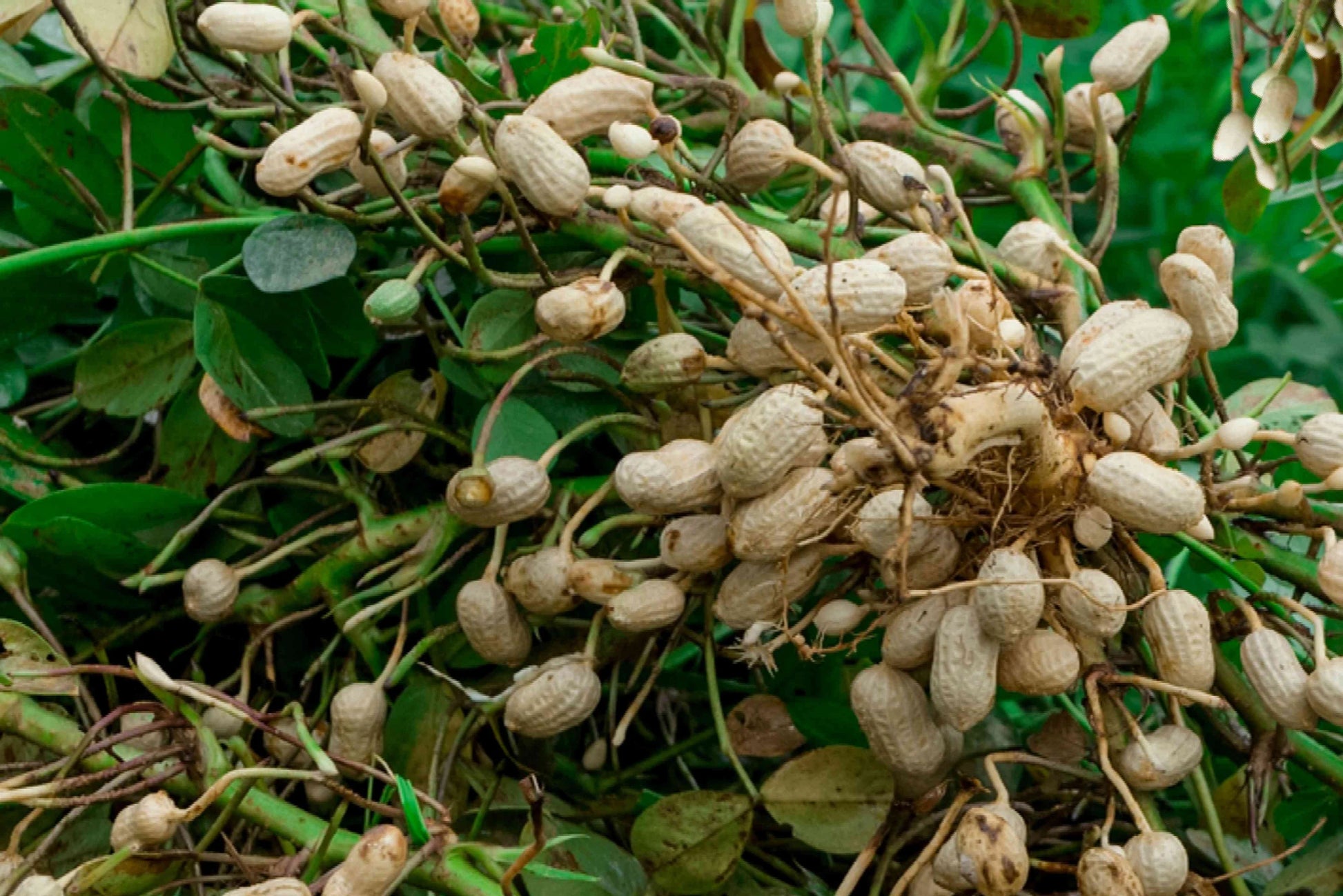 Peanut Plant Seeds for Garden Planting - NON GMO Seeds