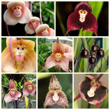 Mixed Monkey Face Orchid Flower Seeds for Planting - Ideal for Home Garden Seeds, Heirloom Seeds seeds for planting in home garden
