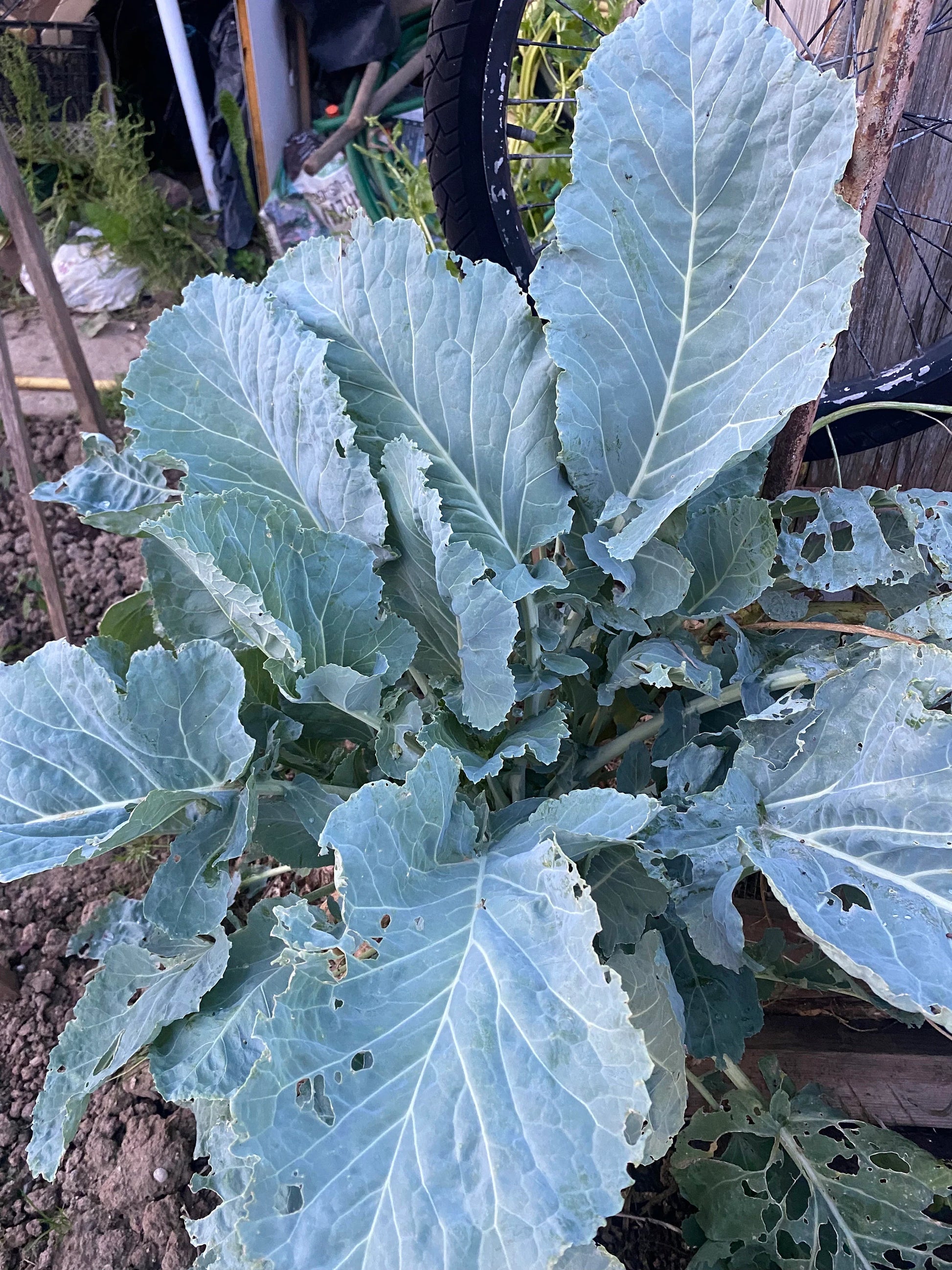 Sea Kale Vegetable Seeds for Planting heirloom & Non-GMO Seeds