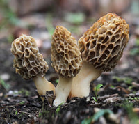 Morel Mushroom Seeds for Planting Cream - 100 Pcs pcs