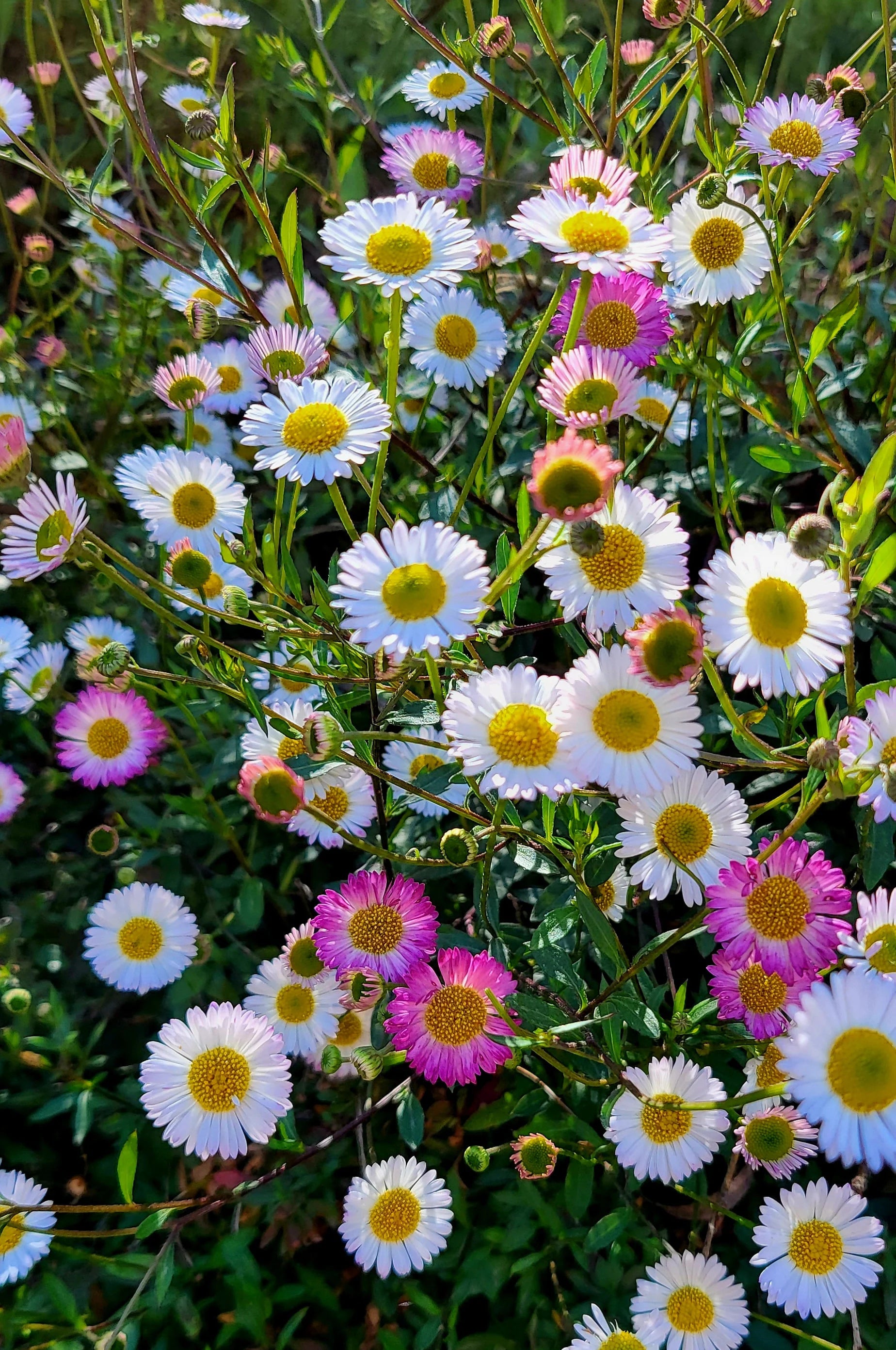 Mixed Erigeron Flower Seeds for Planting- NON GMO Seeds
