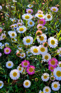 Mixed Erigeron Flower Seeds for Planting- NON GMO Seeds