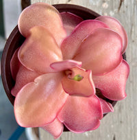 Red Butterwort Flower Planting Seeds 100 Pcs pcs