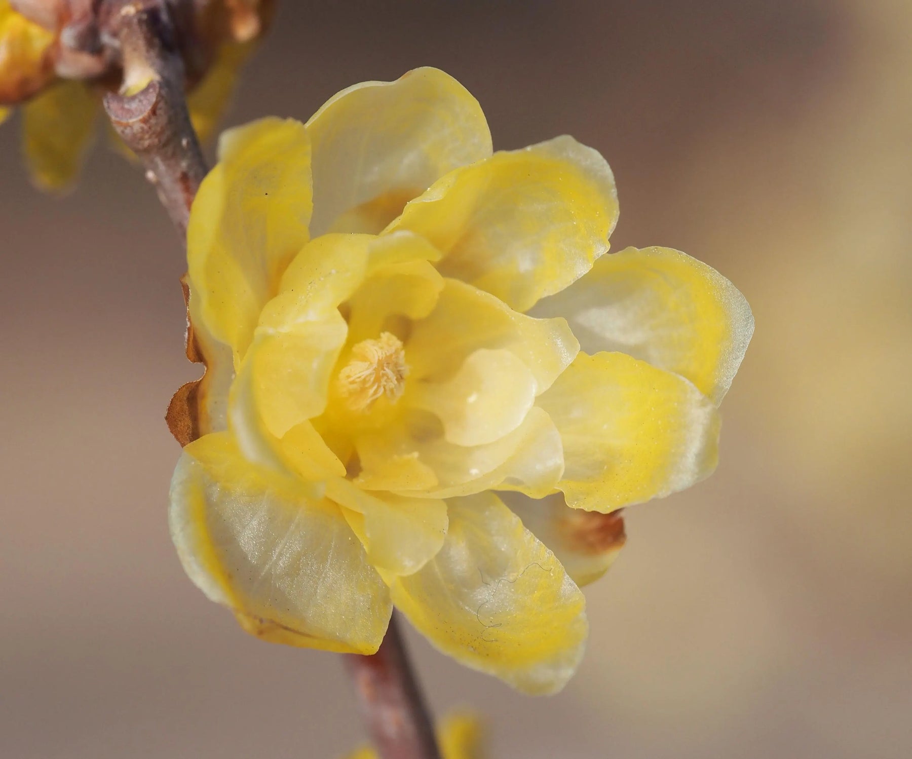 Yellow Chimonanthus Flower Seeds for Planting, NON GMO Seeds for planting in home garden