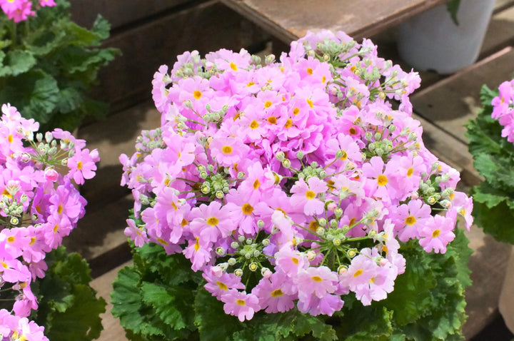 Pink Primula Malacoides Seeds – Heirloom, Non-GMO Flower Seeds for Planting Delicate Blooms
