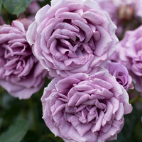 Light Purple Climbing Rose Seeds for Planting – Heirloom, Non-GMO Flower Garden Seeds