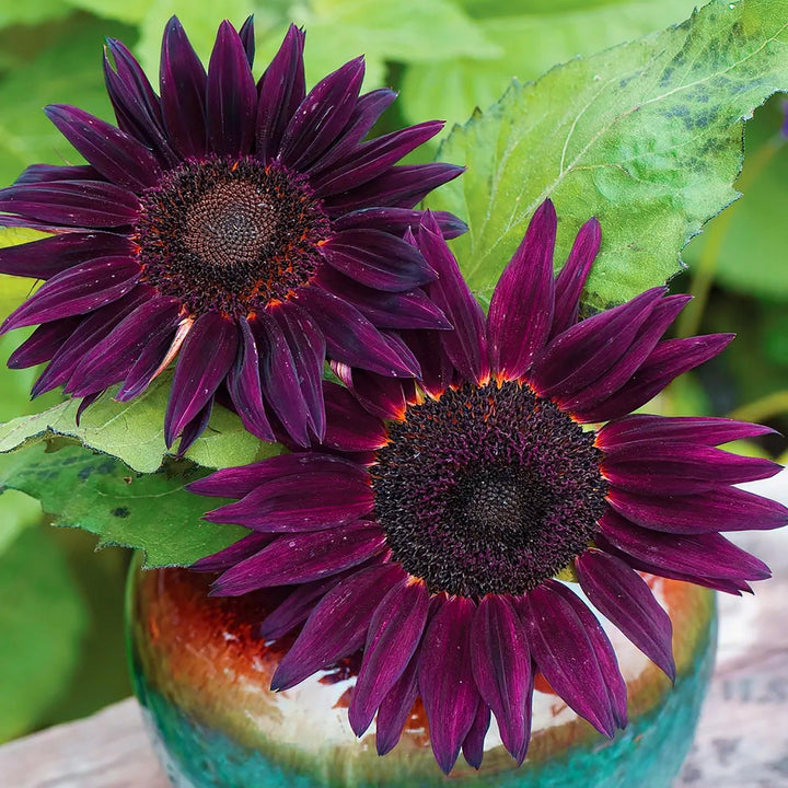 Deep Purple Sunflower Seeds for Planting – Unique Non-GMO Garden Blooms, Heirloom Seeds