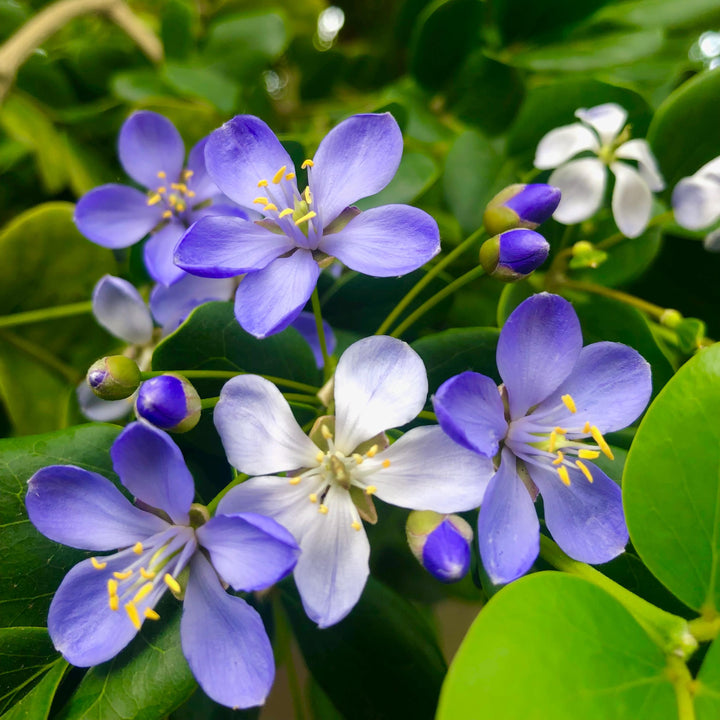 Blue Lignum Vitae Plant Seeds for Planting - NON GMO Seeds