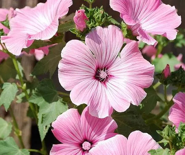 Trimestris Pink Flower Seeds for Planting – Organic, Heirloom, Non-GMO Seeds
