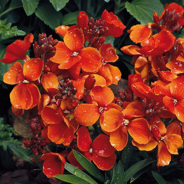 Orange Utricularia Flower Seeds for Planting - NON GMO Seeds
