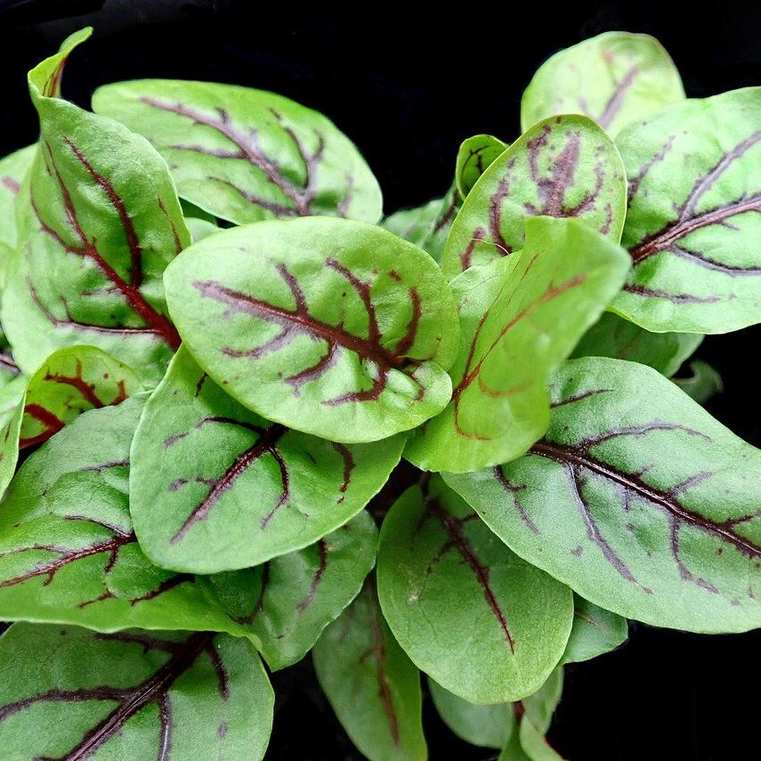 Red-Veined Sorrel Seeds (Rumex Sanguineus) Scientific Name Placeholder for planting in home garden