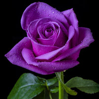 Purple Rose Plant Seeds for Planting - Heirloom Non-GMO Garden Seeds for Beautiful Blooms