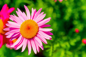 Pink Robinsons Flower Seeds for Planting - NON GMO Seeds for planting in home garden