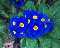 Heirloom Non-GMO Blue Yellow Primrose Flower Seeds for Garden Planting ƒ?? Early Blooming Beauties