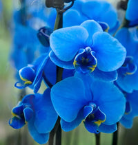 Organic Blue Phalaenopsis Orchid Seeds for Planting for planting in home garden