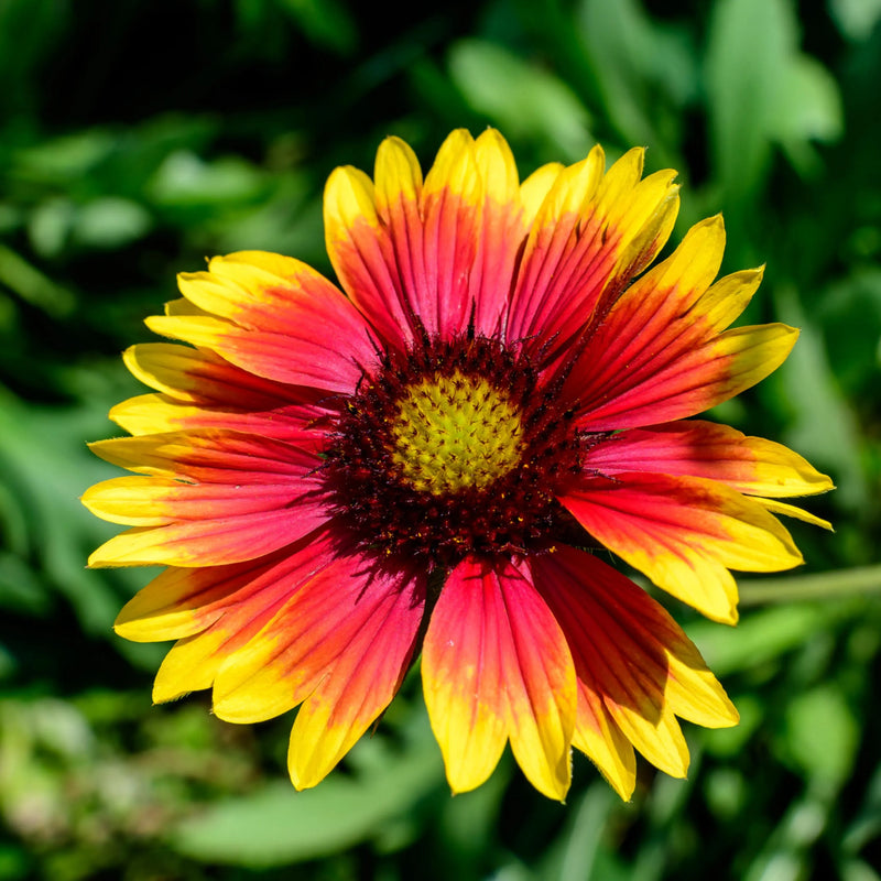 Heirloom Non-GMO Gaillardia Aristata Flower Seeds for Planting – Long-Blooming Perennial Wildflowers