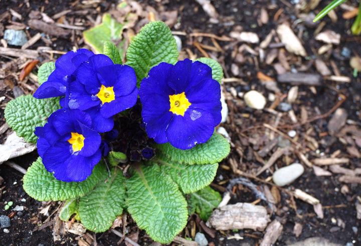Heirloom Non-GMO Blue Yellow Primrose Flower Seeds for Garden Planting ƒ?? Early Blooming Beauties