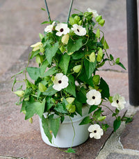 White Thunbergia Flower Seeds – Heirloom Non-GMO Seeds for Climbing and Decorative Garden Planting