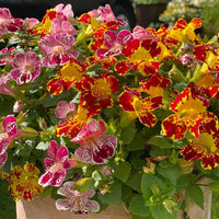 Monkeyflower Mix Seeds – Mimulus Annual Flowers for Colorful Garden Displays