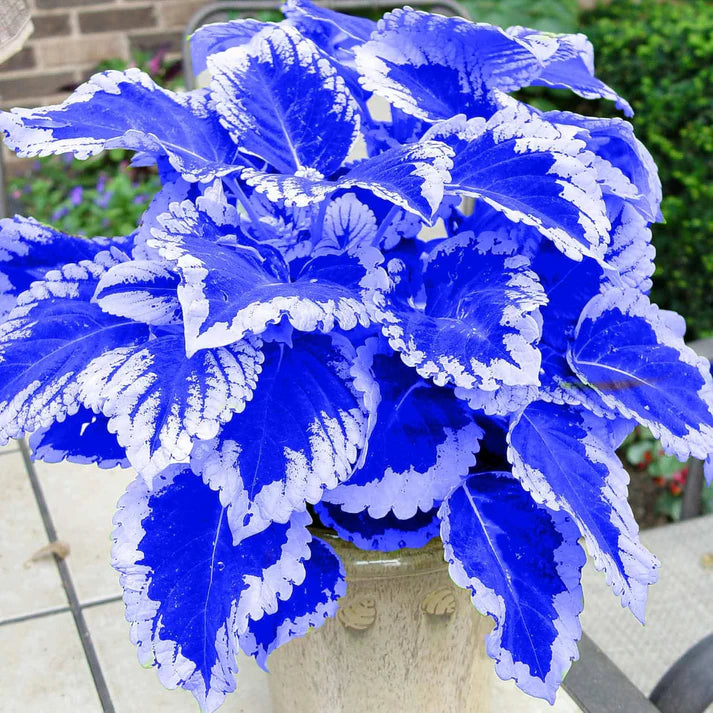 Blue-White Coleus Herb Seeds