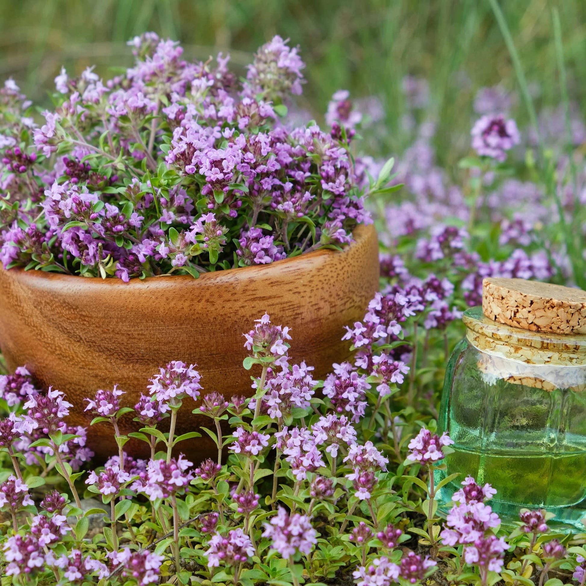 Thymus Serpyllum Flower Seeds for Planting, Heirloom, Non-GMO, 100 pcs