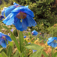 Himalayan Blue Poppy flower seeds for shaded woodland gardens