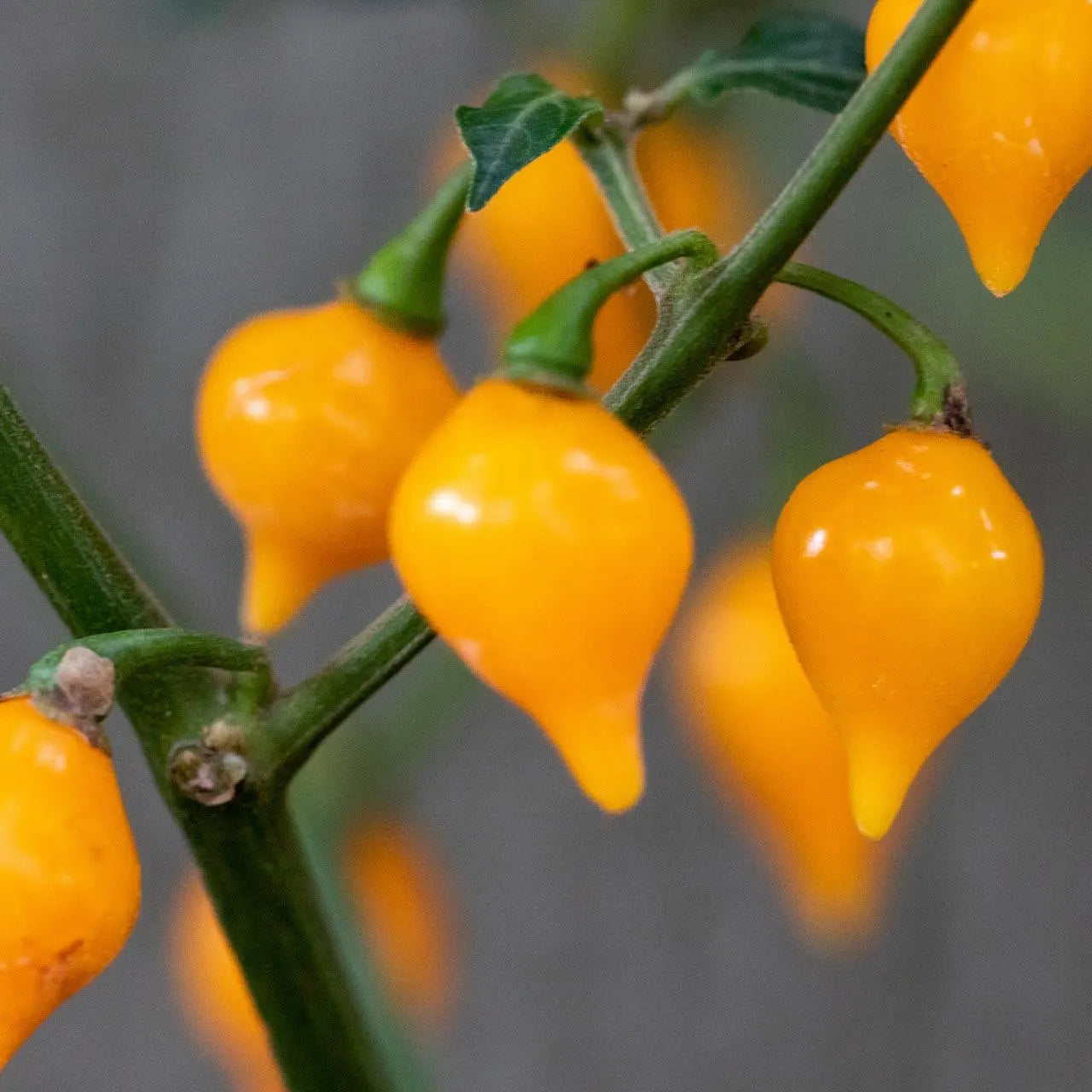 Biquinho Vegetable Seeds for Planting heirloom & Non-GMO Seeds