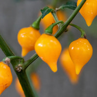 Biquinho Vegetable Seeds for Planting heirloom & Non-GMO Seeds