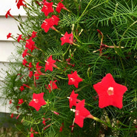Red Cypress Seeds for Planting – Organic, Heirloom, Non-GMO Flower Seeds