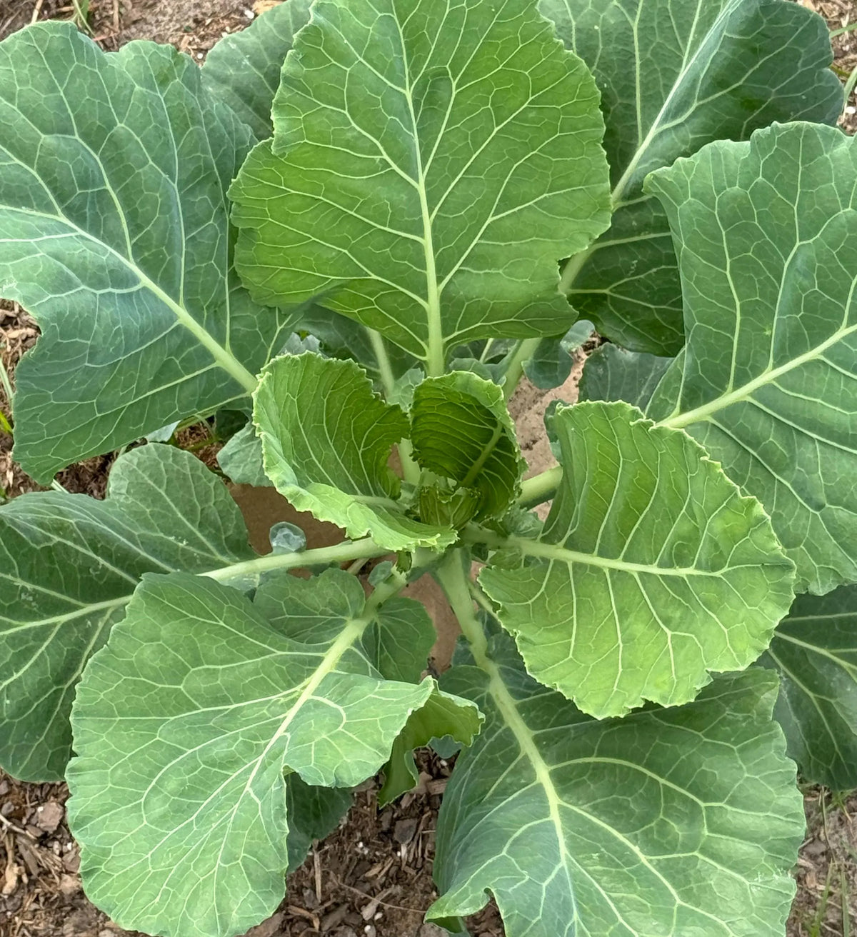 Morris Heading Collard Seeds – Traditional Leafy Greens for Home Gardens