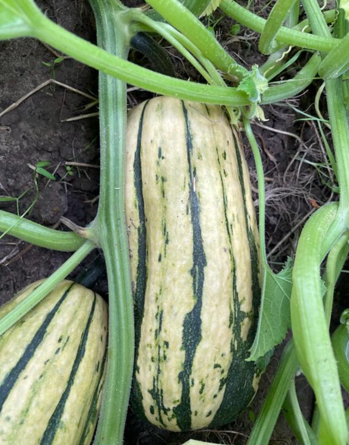 Organic Delicata Squash Seeds for Planting - heirloom & Non-GMO Garden Seeds