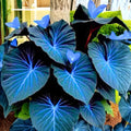 Caladium Dark Blue Flower Seeds for Planting NON GMO Seeds