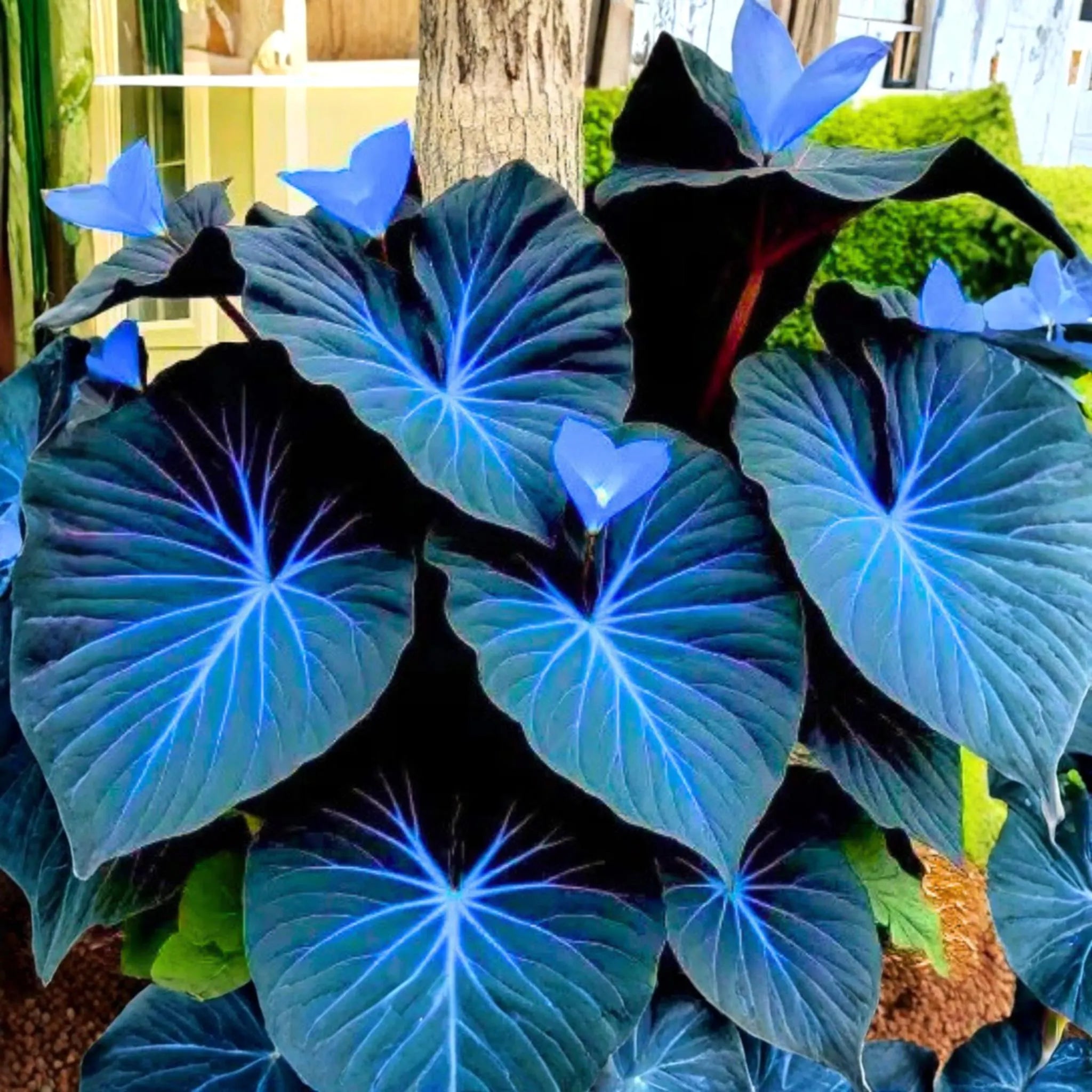Caladium Dark Blue Flower Seeds for Planting NON GMO Seeds