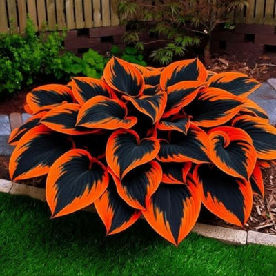 Orange & Black