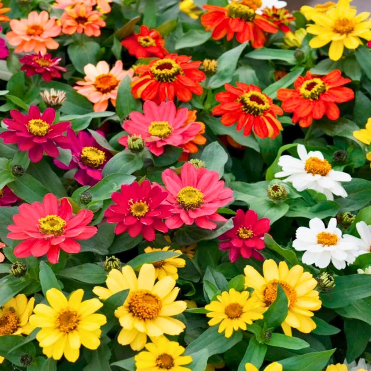 Heirloom Zinnia Profusion Flower Seeds for Planting – Heirloom, Non-GMO, Colorful Blooms