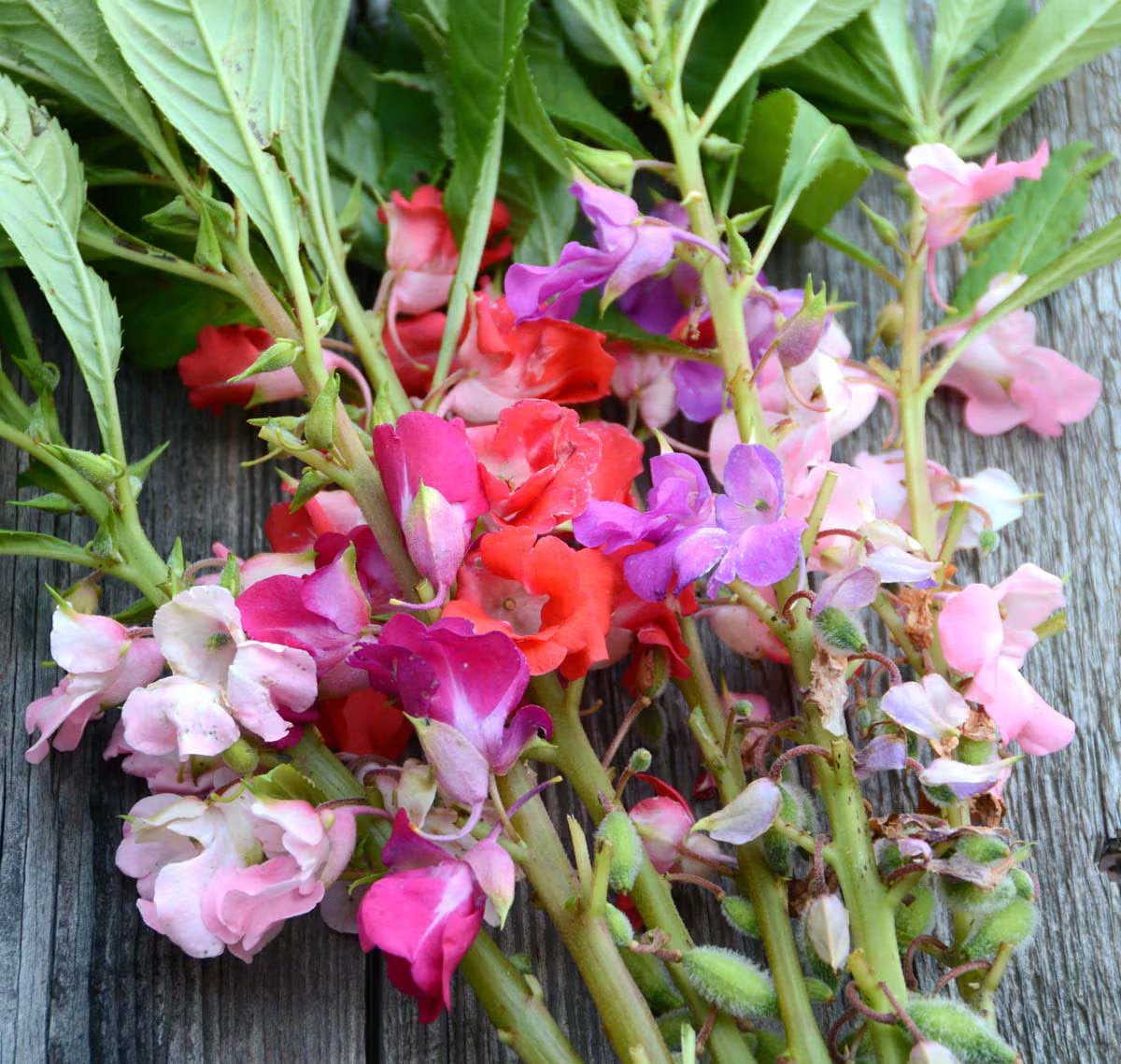 Heirloom Impatiens Seeds – Non-GMO Flower Seeds for Planting