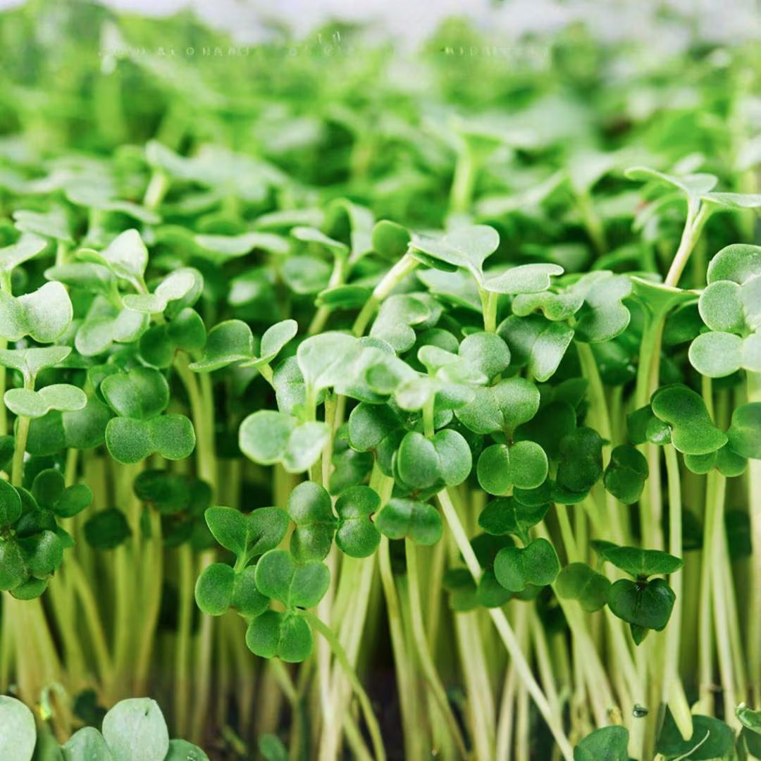Broccoli Sprouting Seeds for Indoor Sprouting, Microgreens & Home Growing