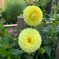 Yellow Blue Dahlia Flower Seeds â€“ Heirloom Non-GMO Seeds for Garden Planting