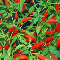Chiltepin Hot Pepper Seeds for Planting, heirloom & Non-GMO Seeds