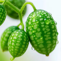West Indian Gherkin Cucumber Seeds for Planting - heirloom & Non-GMO Seeds