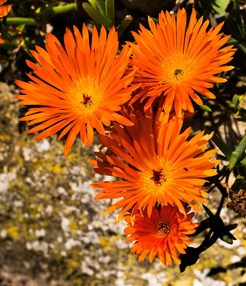Mesembryanthemum Flower Seeds Heirloom Non GMO Planting - 100 pcs
