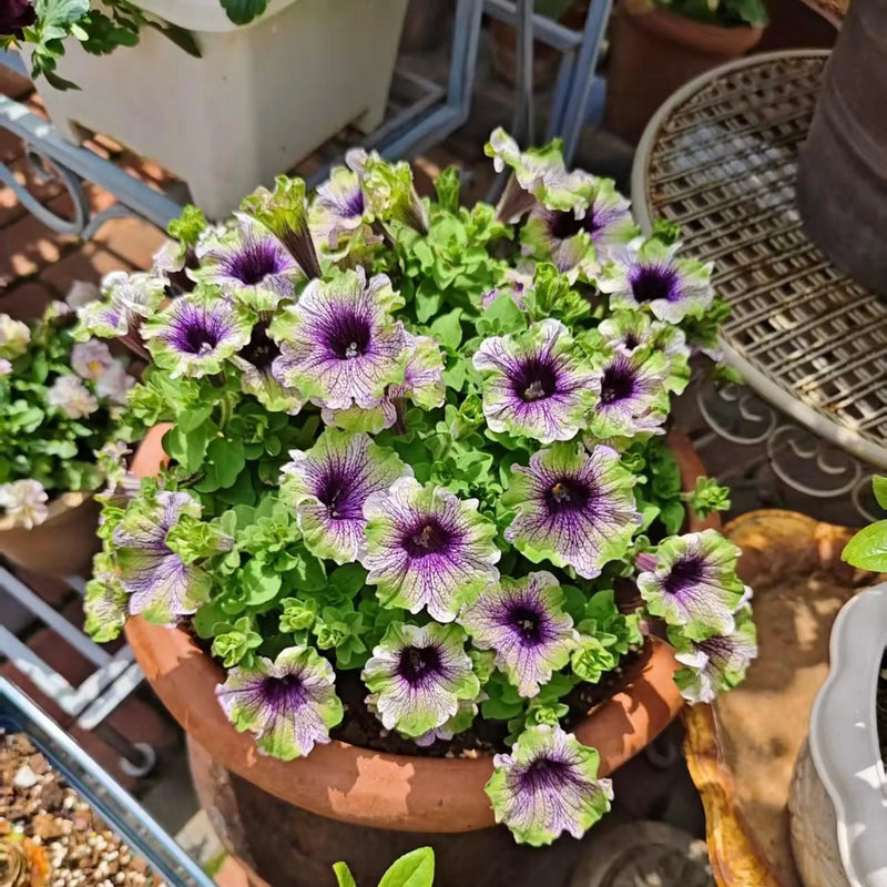 Heirloom Non-GMO Surfinia Flower Seeds for Planting – Cascading Blooms for Hanging Baskets