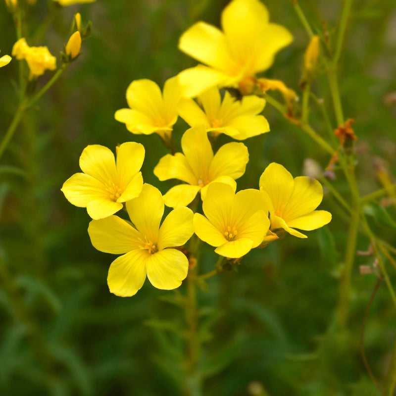Heirloom Non-GMO Linum Flavum Flower Seeds for Planting – Bright Yellow Perennial Garden Blooms