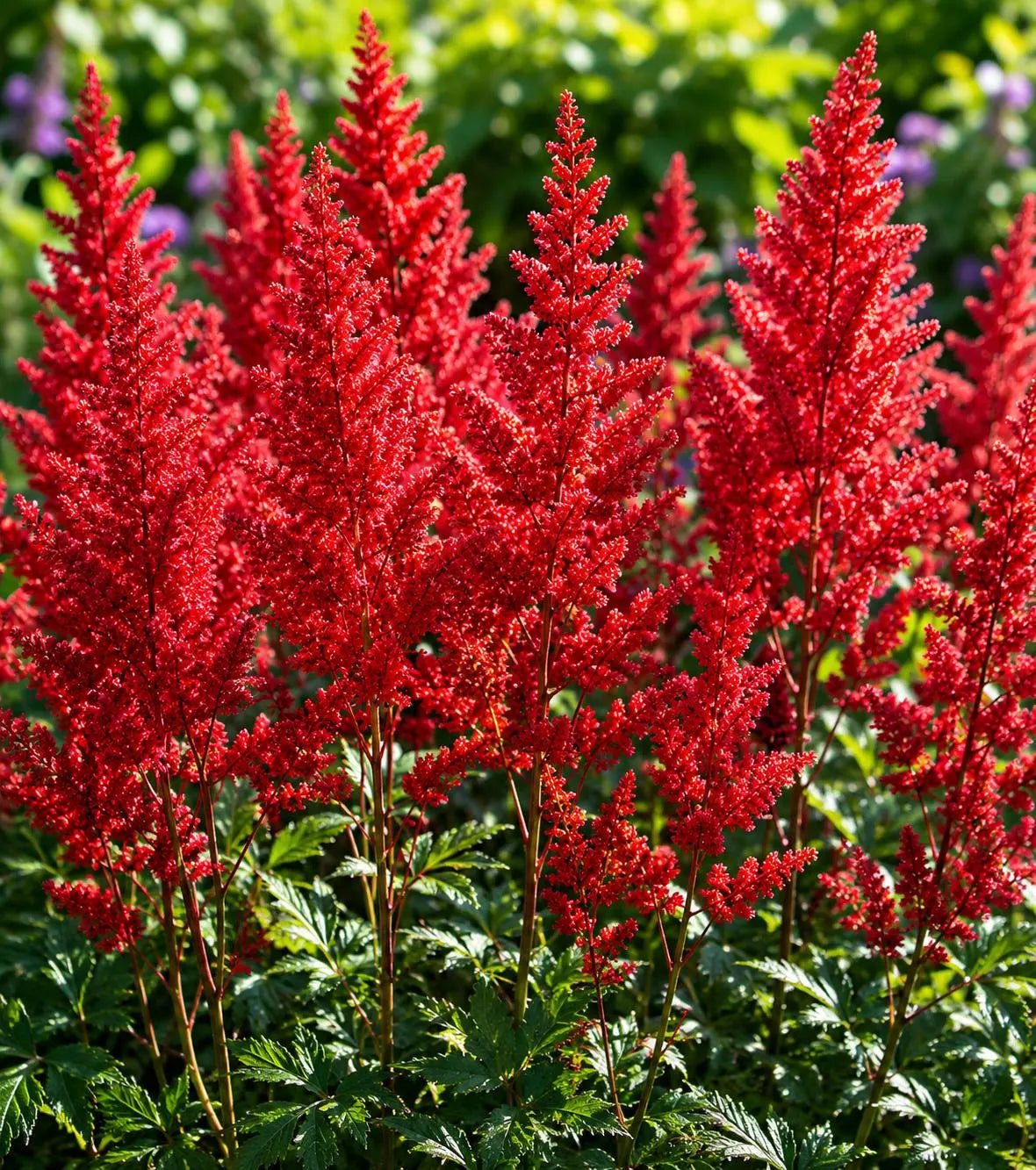 Astilbe Flower Seeds Heirloom Non GMO Planting - 100 pcs