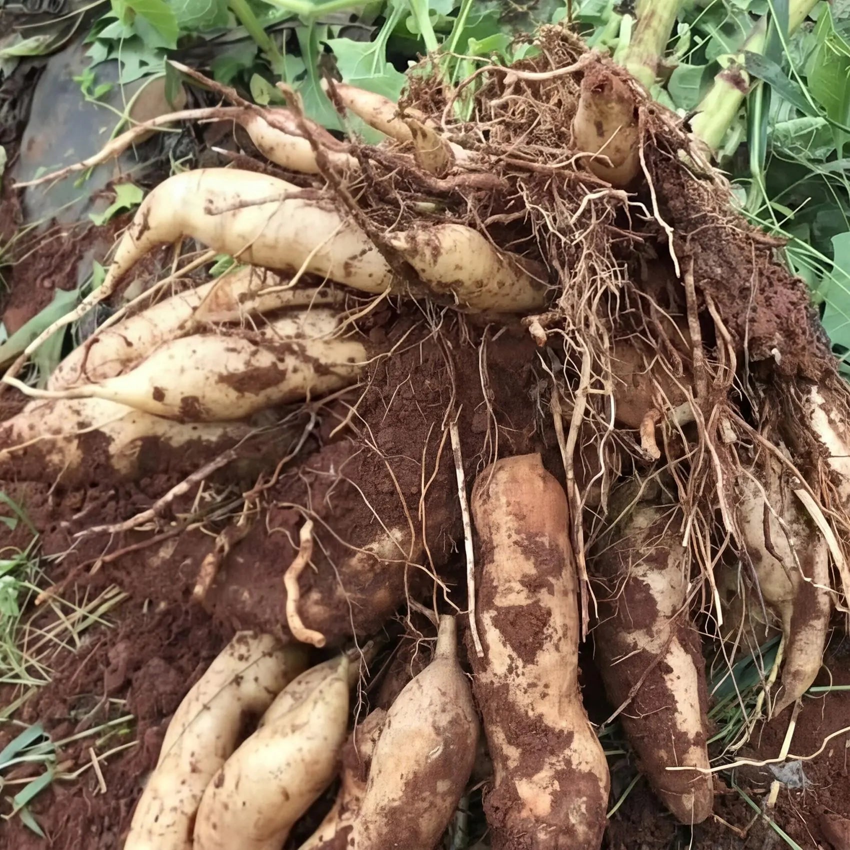 Yacon Vegetable Seeds for Planting heirloom & Non-GMO Seeds