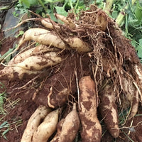 Yacon Vegetable Seeds for Planting heirloom & Non-GMO Seeds