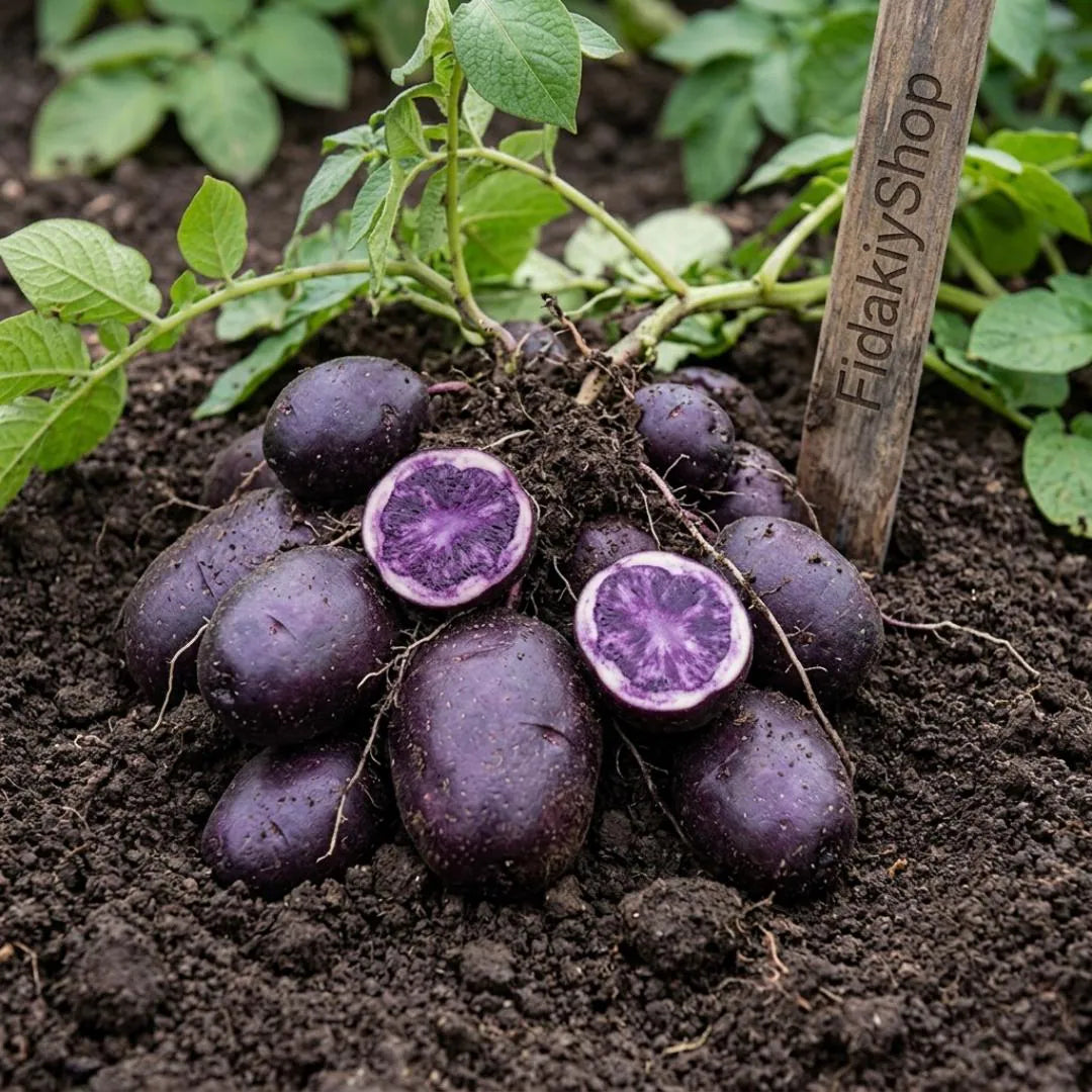 Deep Purple Sweet Potato Seeds for Planting - heirloom & Non GMO Seeds