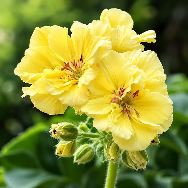 Heirloom Non-GMO Yellow Geranium Flower Seeds for Planting – Bright Blooms for Home Garden